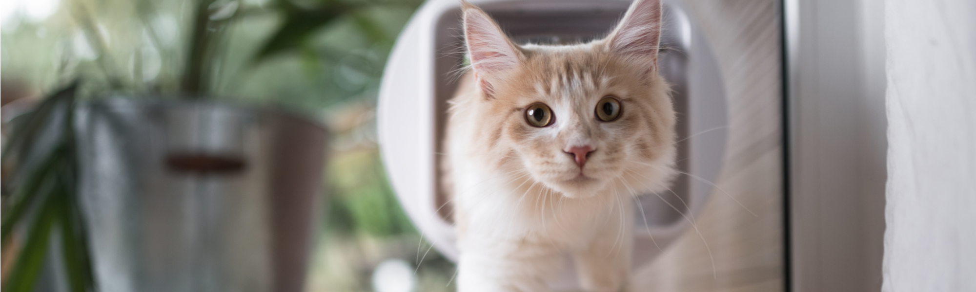 Fire door cat clearance flap